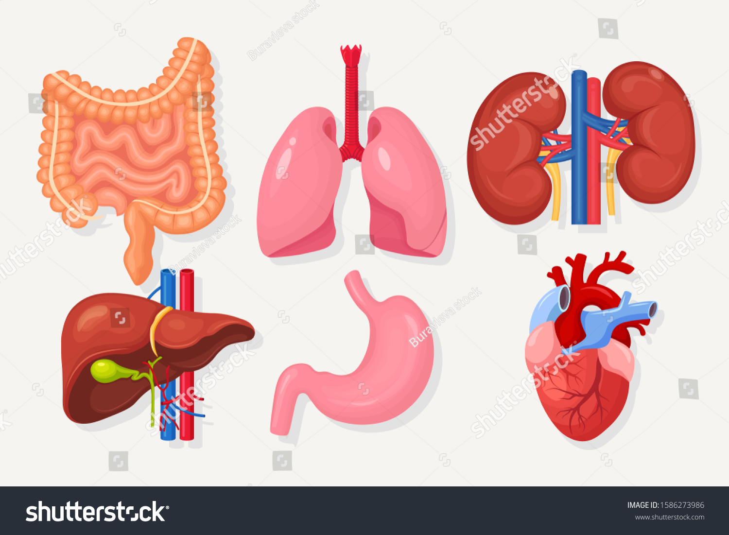 Set of intestines, guts, stomach, liver, lungs, - Royalty Free Stock ...