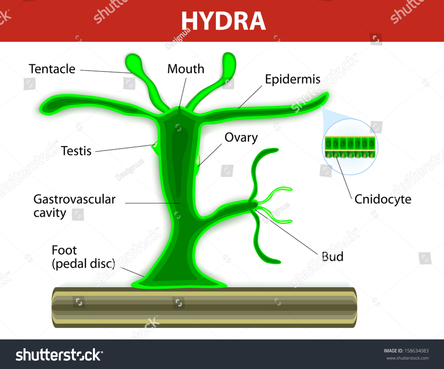 hydra labelled diagram of the nose hydra labelled diagram of the nose
