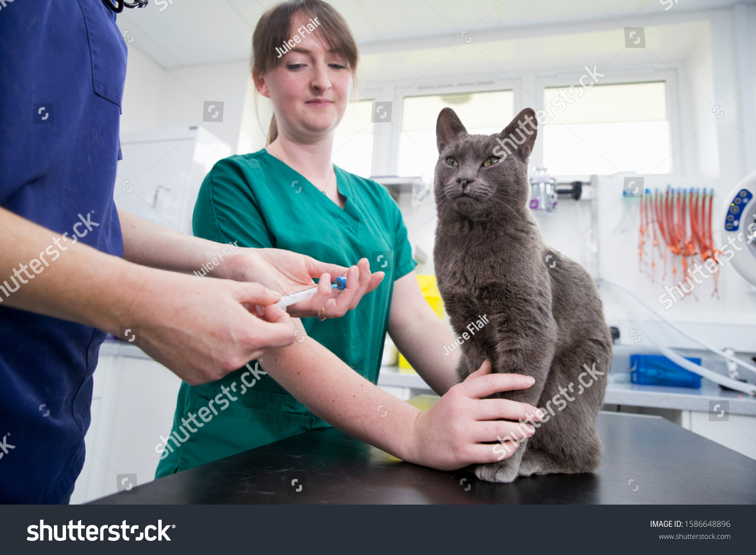 Vet giving pet cat innoculation injection on table in surgery #1586648896