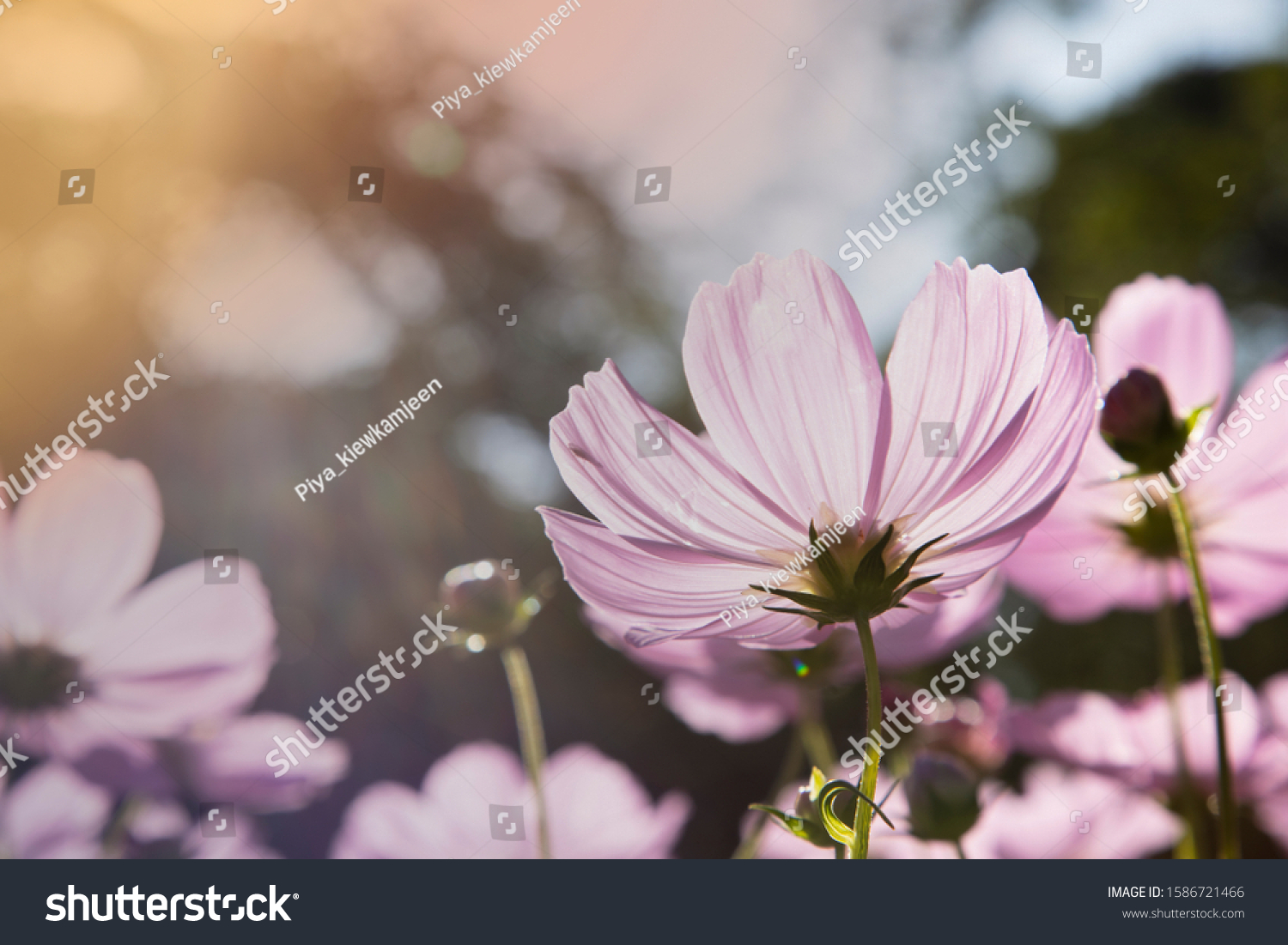 Beautiful Pink and White Cosmos flowers  under sunlight in garden.  sunlight morning. #1586721466
