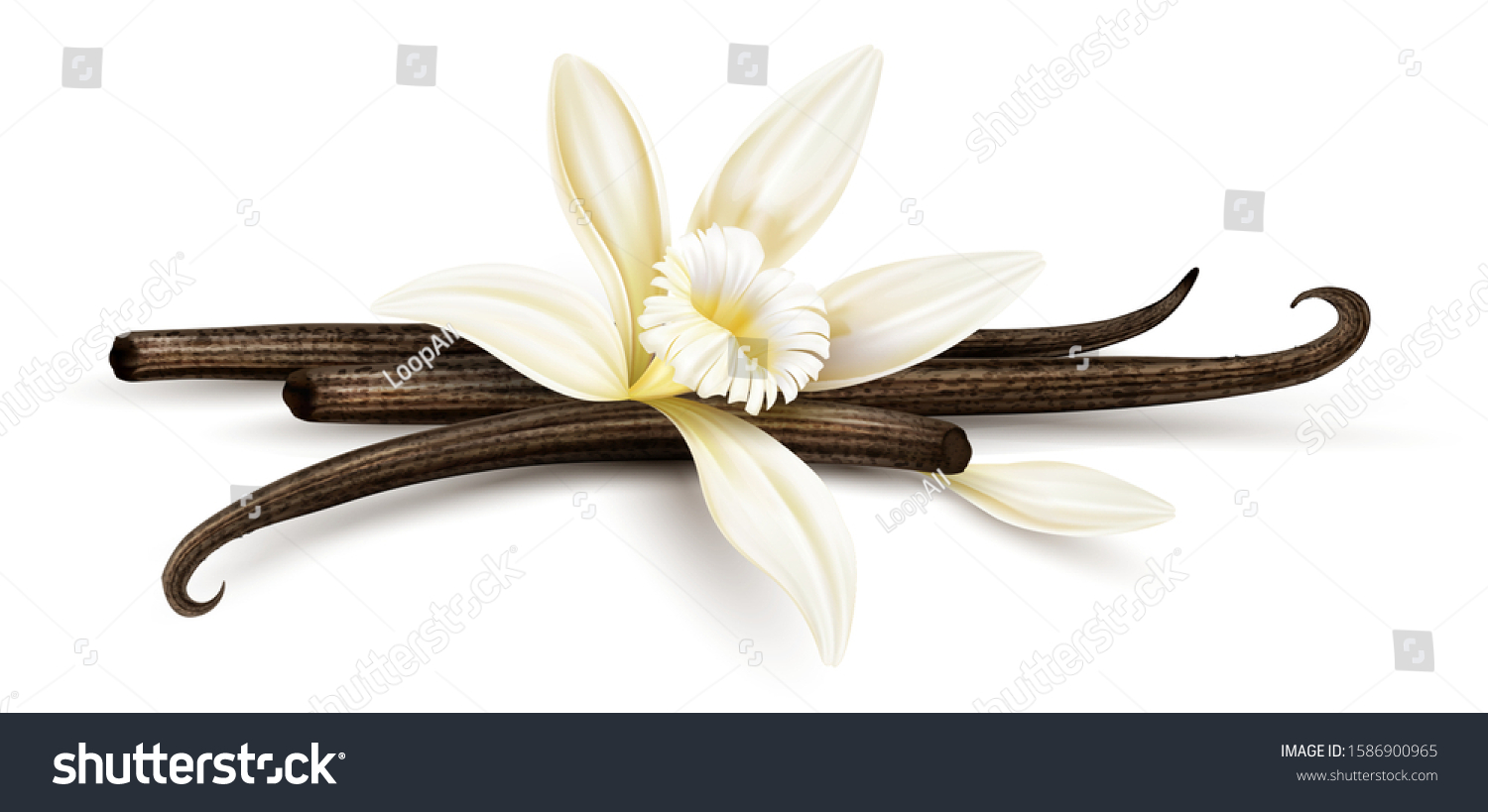Vanilla flower with dried vanilla sticks and petal. Realistic food cooking condiment. Aromatic seasoning ingredient for cookery and sweet baking, Isolated white background. Eps10 vector illustration. #1586900965