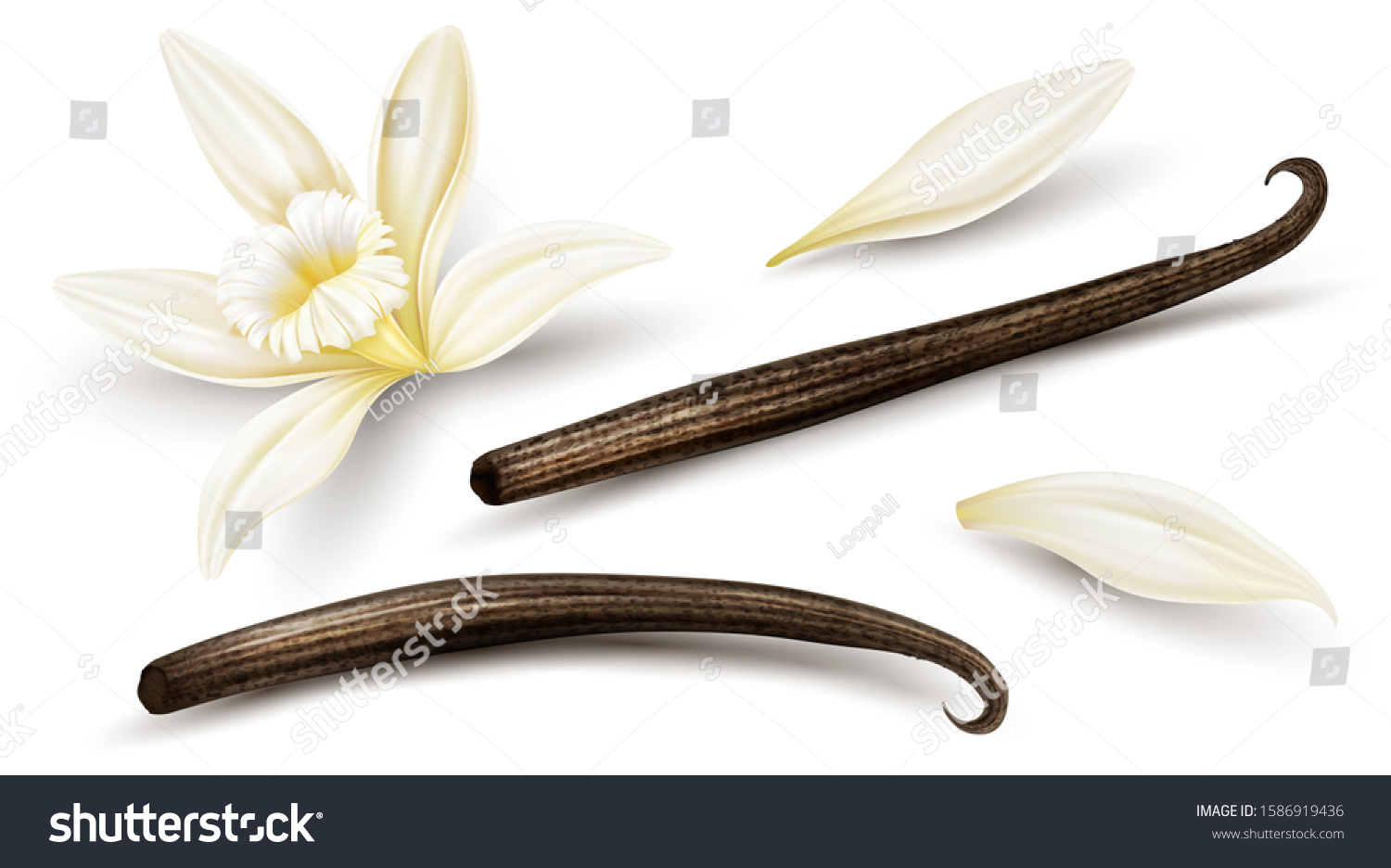 Set of Vanilla flower with dried vanilla sticks and petals. Realistic food cooking condiment. Aromatic seasoning ingredient for cookery and sweet baking, Isolated white. Vector illustration. #1586919436