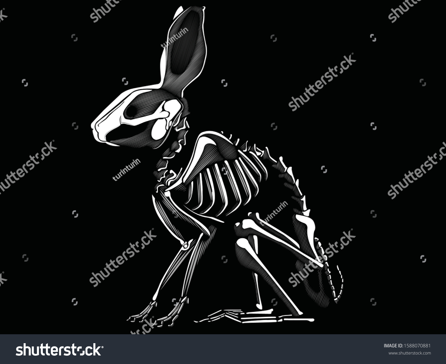white rabbit skeleton with big ears - Royalty Free Stock Vector ...