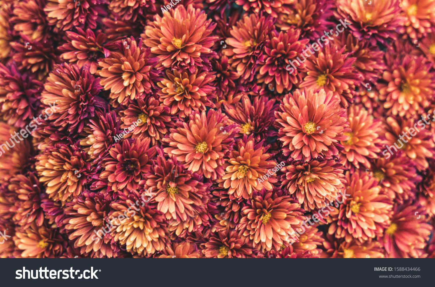 Photo of claret 
and orange pompon (Chrysanthemum indicum). Top view. Closeup photo. #1588434466