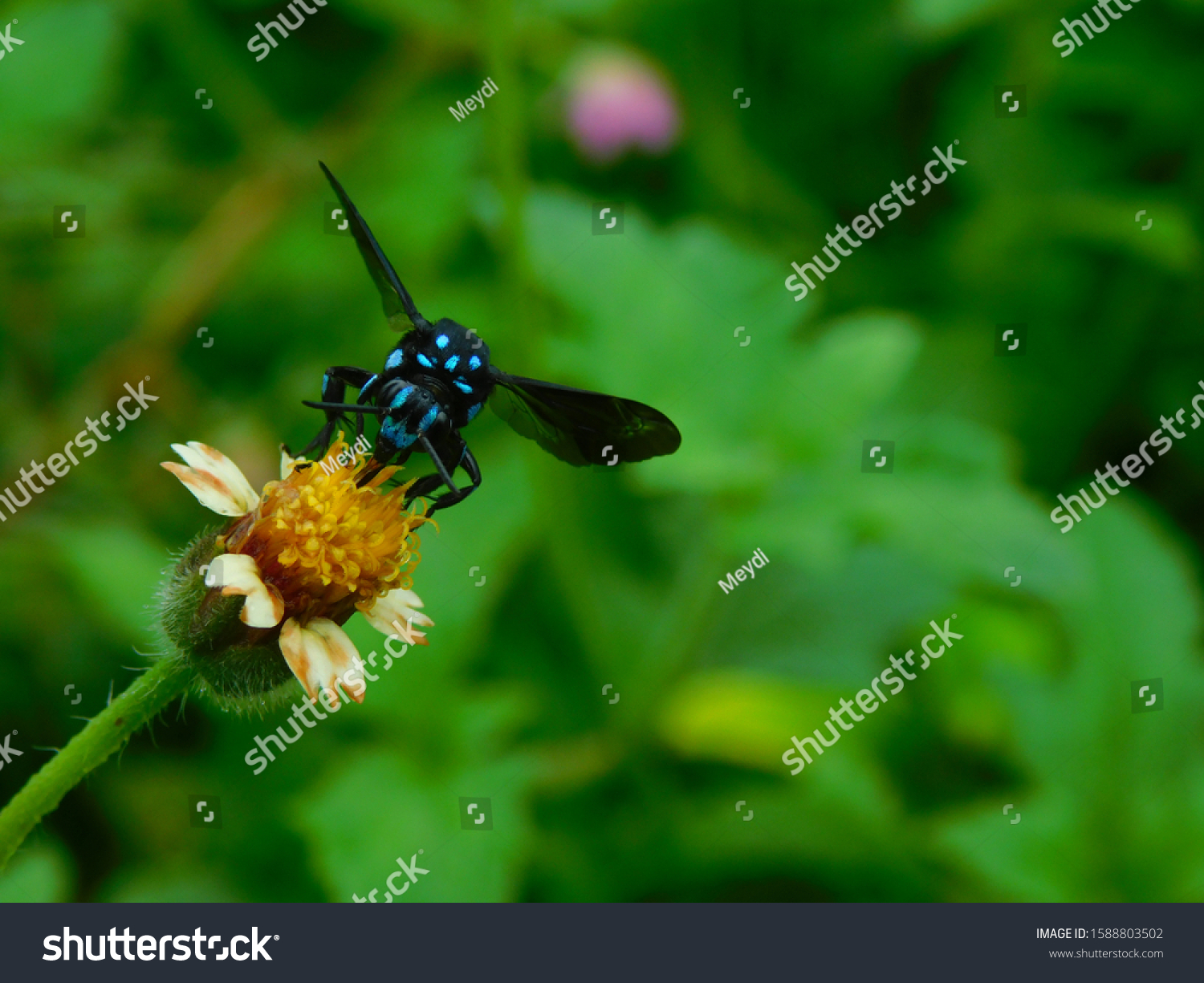 Bees are flying insects of the Hymenoptera #1588803502