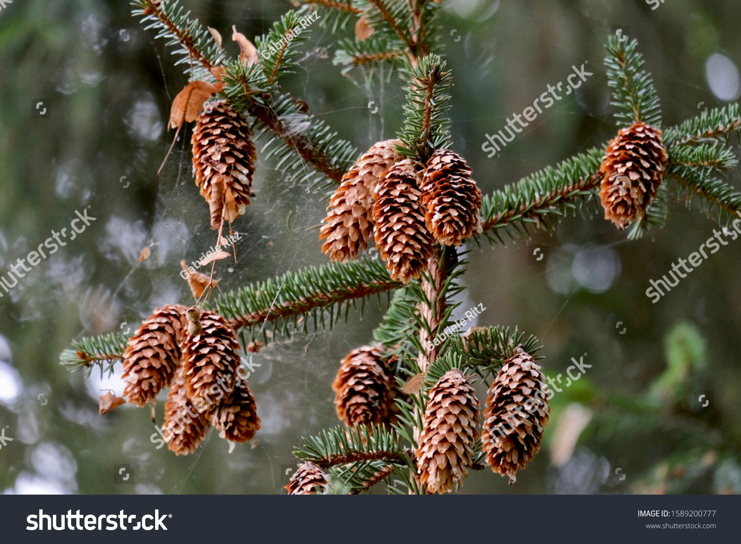 Hanging fir cones on a fir tree.  #1589200777