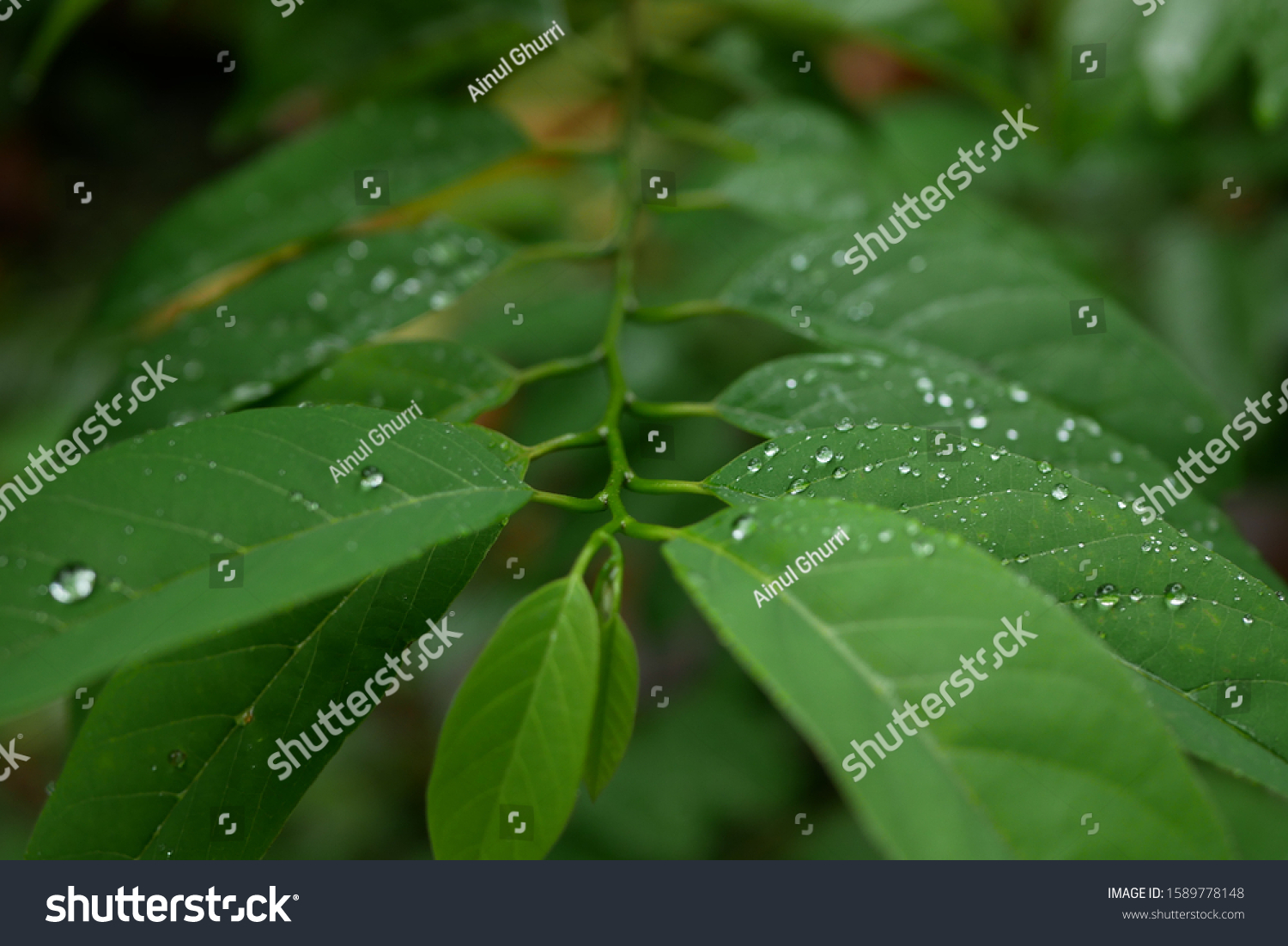 Some green leaves and water foam in the middle with a natural background #1589778148