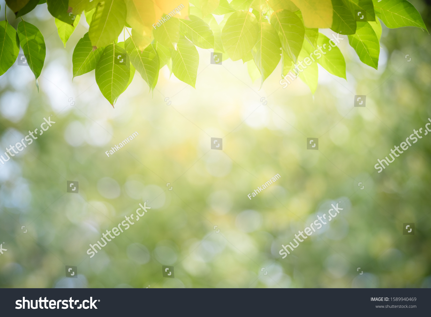 Nature of green leaf in garden at summer. Natural green leaves plants using as spring background cover page environment ecology or greenery wallpaper #1589940469