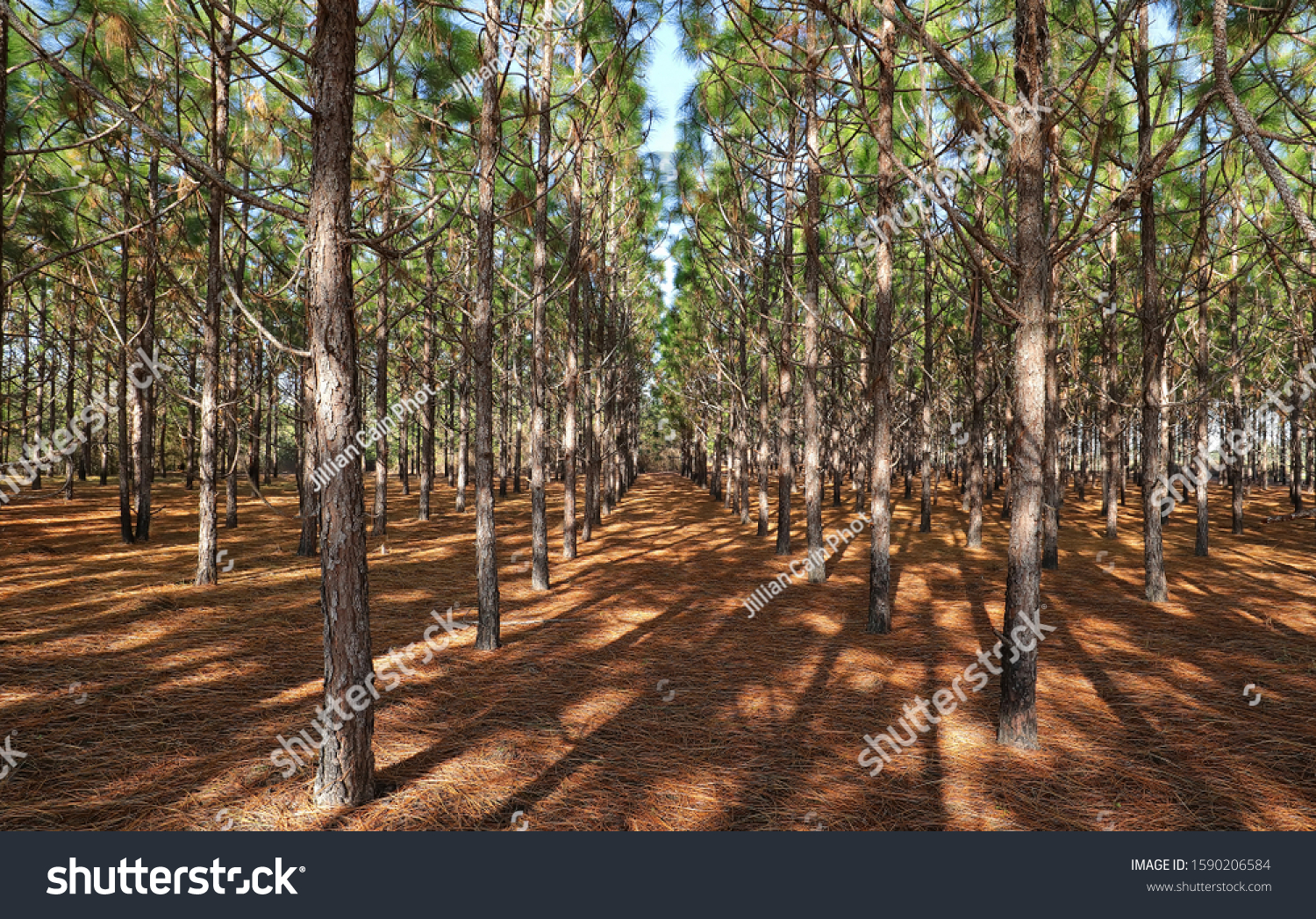 A grove of pine trees planted in a straight line so they grow straighter and taller as a result of direct competition for light. #1590206584