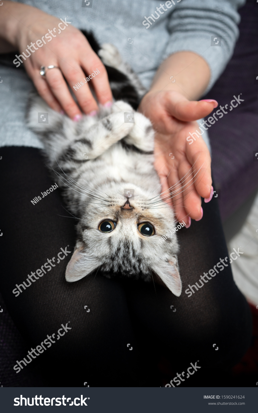 cute silver tabby british shorthair kitten lying on back on pet owners lap getting stroked looking at camera #1590241624