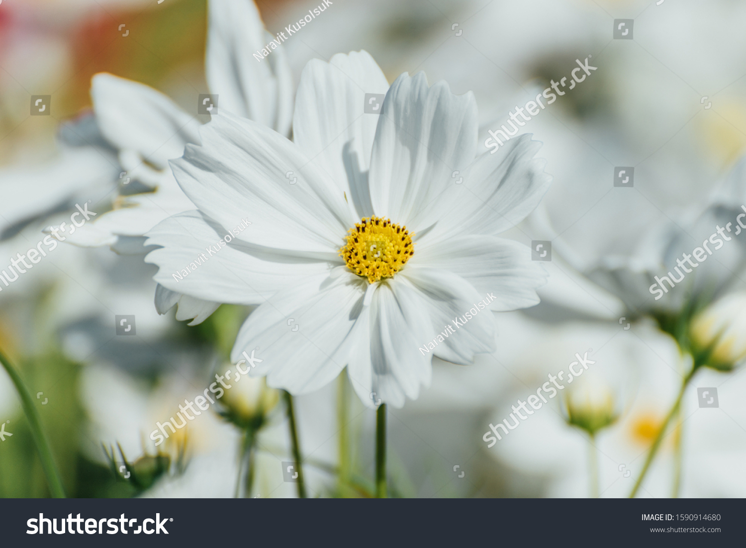 White Purity Cosmos In Garden, White Flowers  #1590914680
