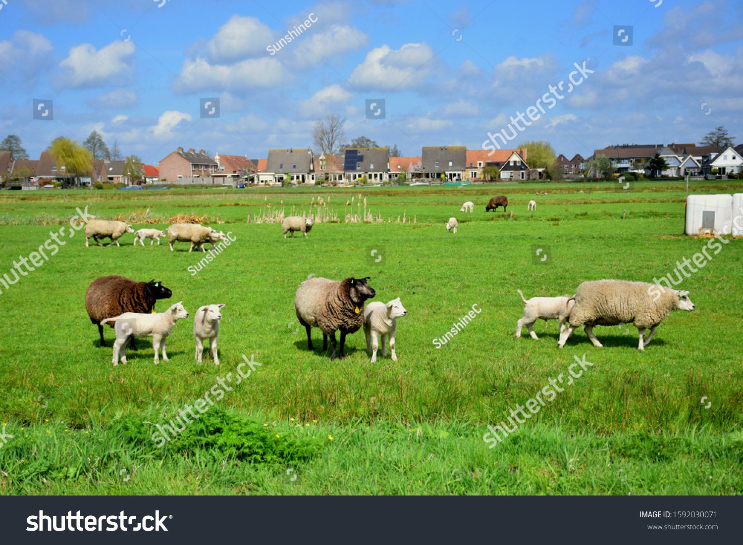Dutch brown and white sheeps and lambs in green grass of meadow orchard in Netherlands (Holland), near Amsterdam, mother sheep and baby lamb in farm, walking freely, flock of sheeps in countryside #1592030071