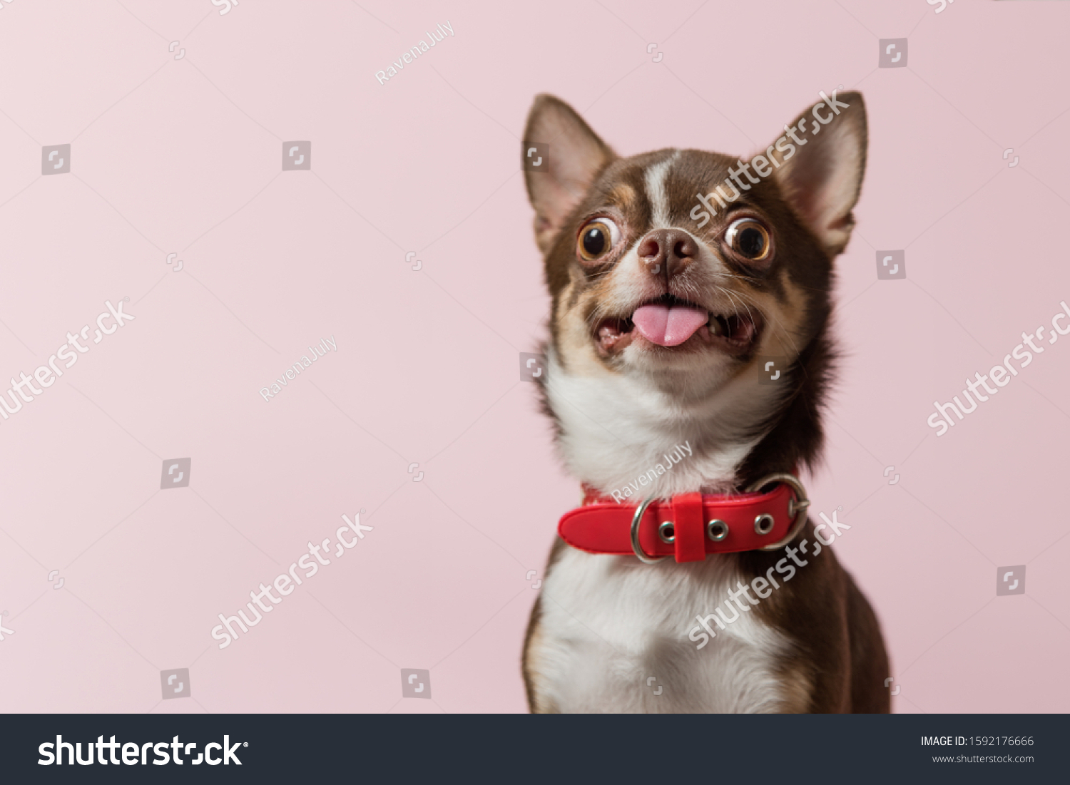 Cute brown mexican chihuahua dog with tongue out isolated on pink background. Dog looking to camera. Red collar. Copy Space #1592176666