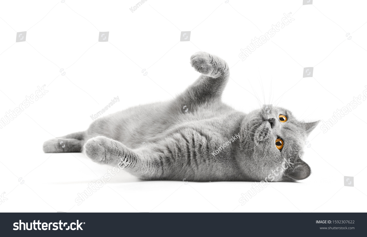 Satisfied British cat lies on a white background with a raised paw. Cat bastard on isolation. A cat for advertising feed. Playful pet close up. #1592307622