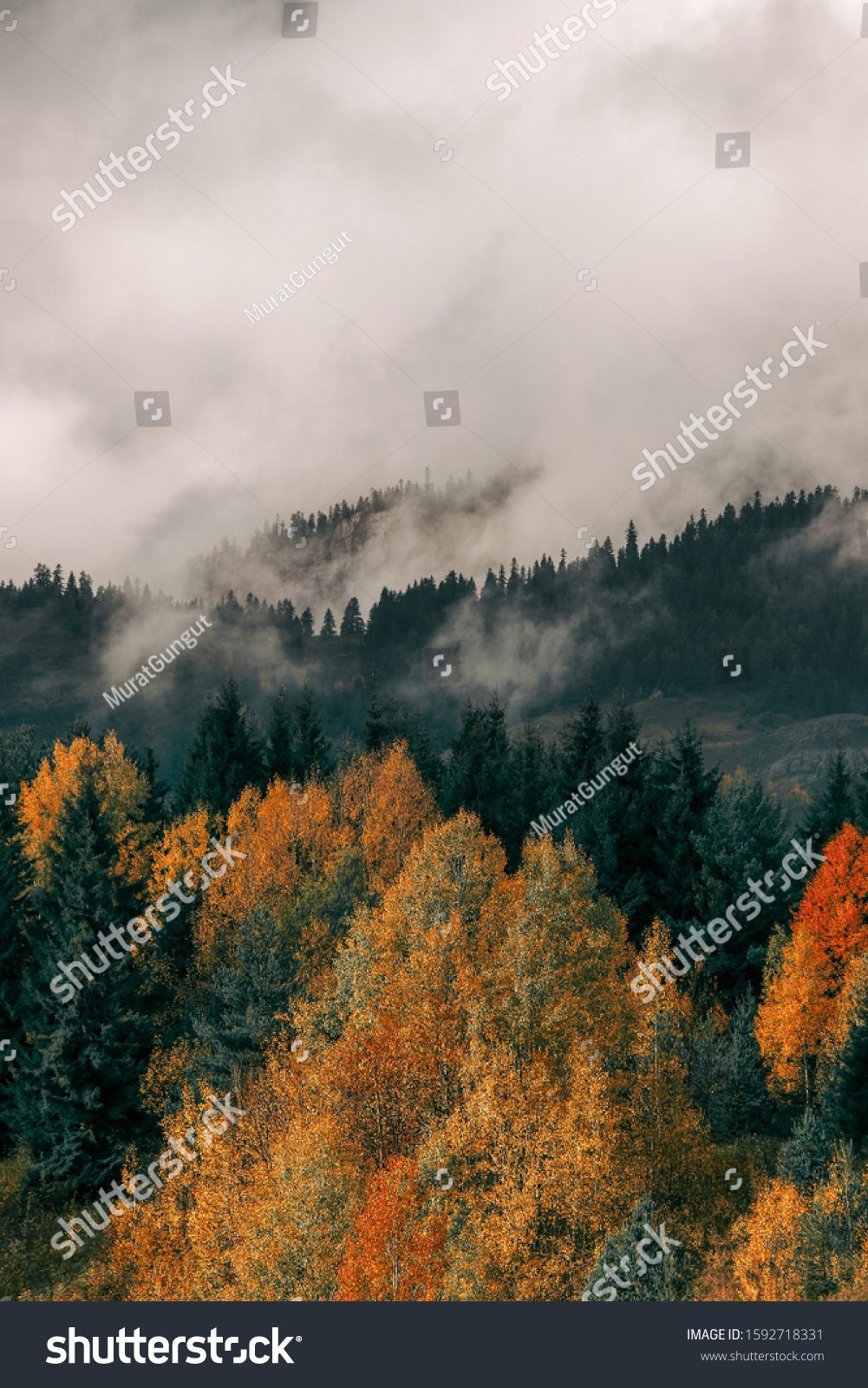 Beautiful orange and red autumn forest, many trees on the orange hills #1592718331