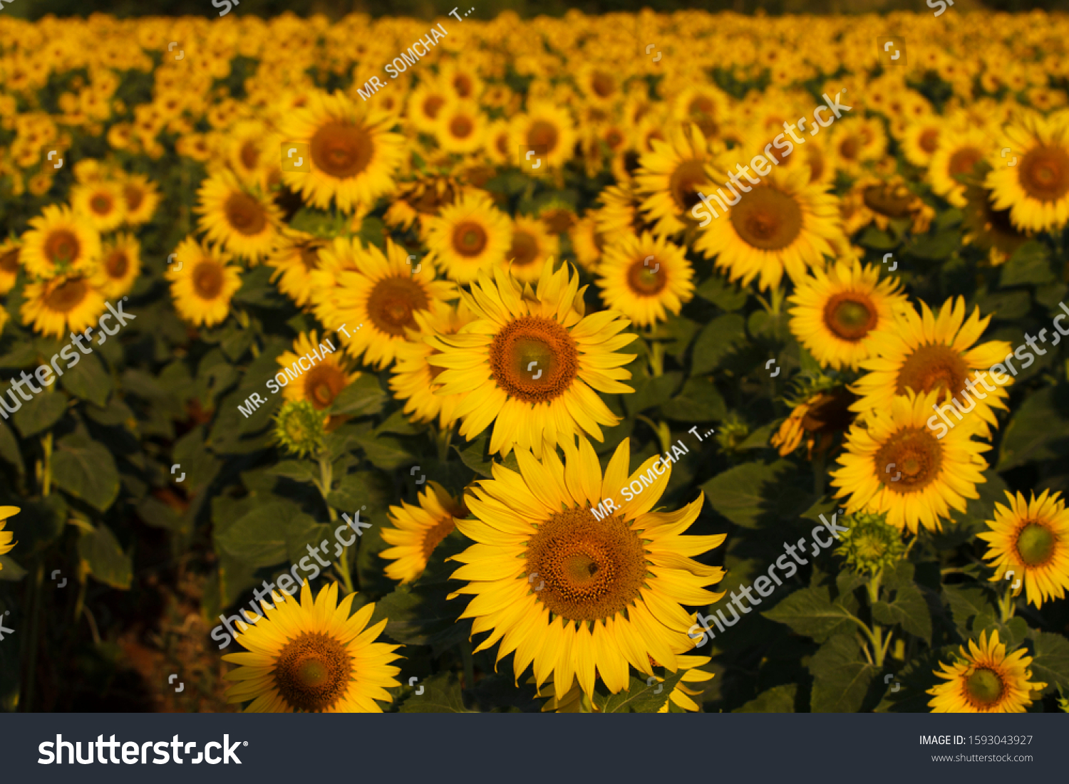 Sunflower fields are blooming in the morning #1593043927