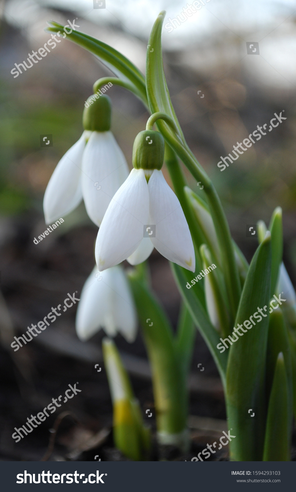delicate snowdrops first spring flowers #1594293103