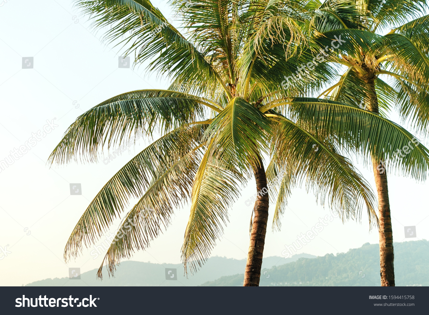 Palm trees at tropical coast. Tropical background. #1594415758