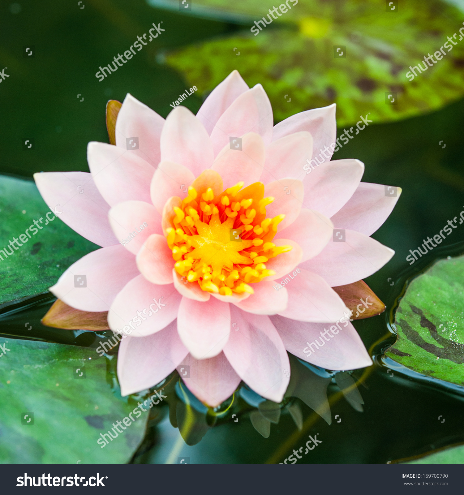 A beautiful pink waterlily or lotus flower in pond #159700790