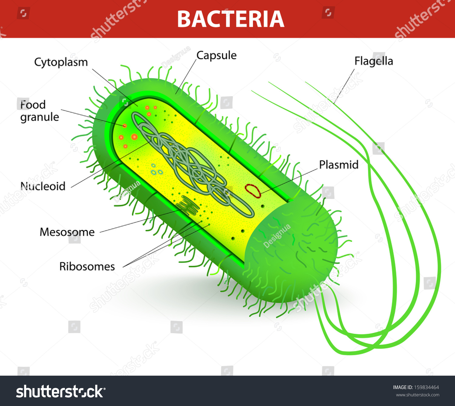 Bacteria Cell Anatomy Vector Diagram Royalty Free Stock Vector 159834464 7818