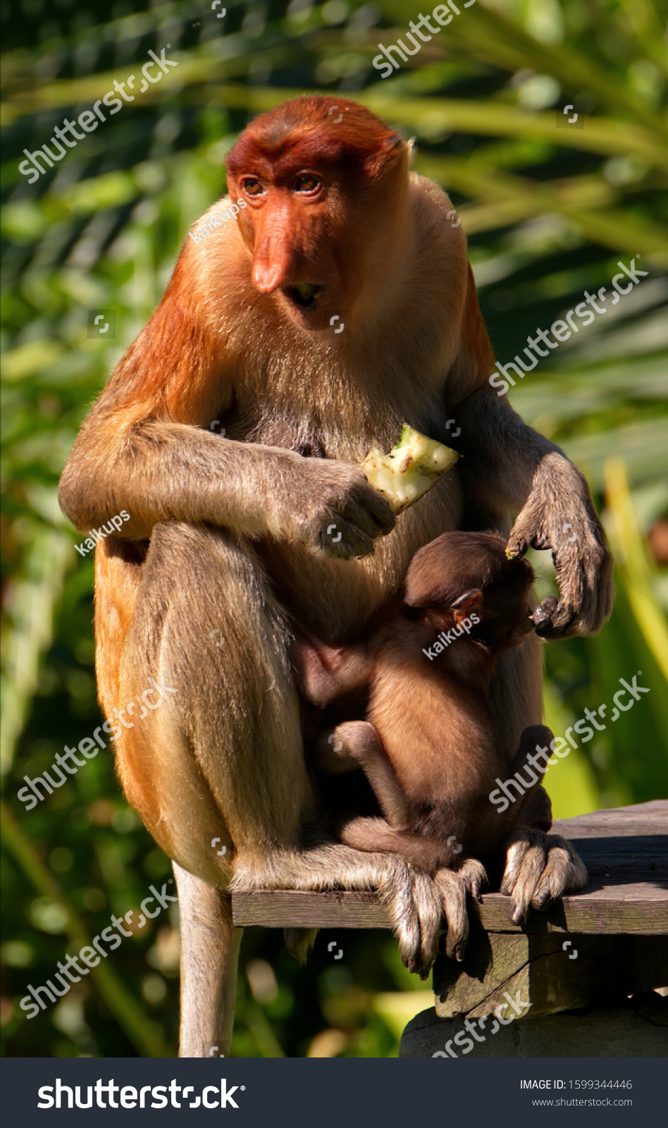 Malaysia. The long-nosed monkey or kahau — a species of primates from the subfamily of thin-bodied monkeys in the family of monkeys. Distributed exclusively on the island of Borneo #1599344446