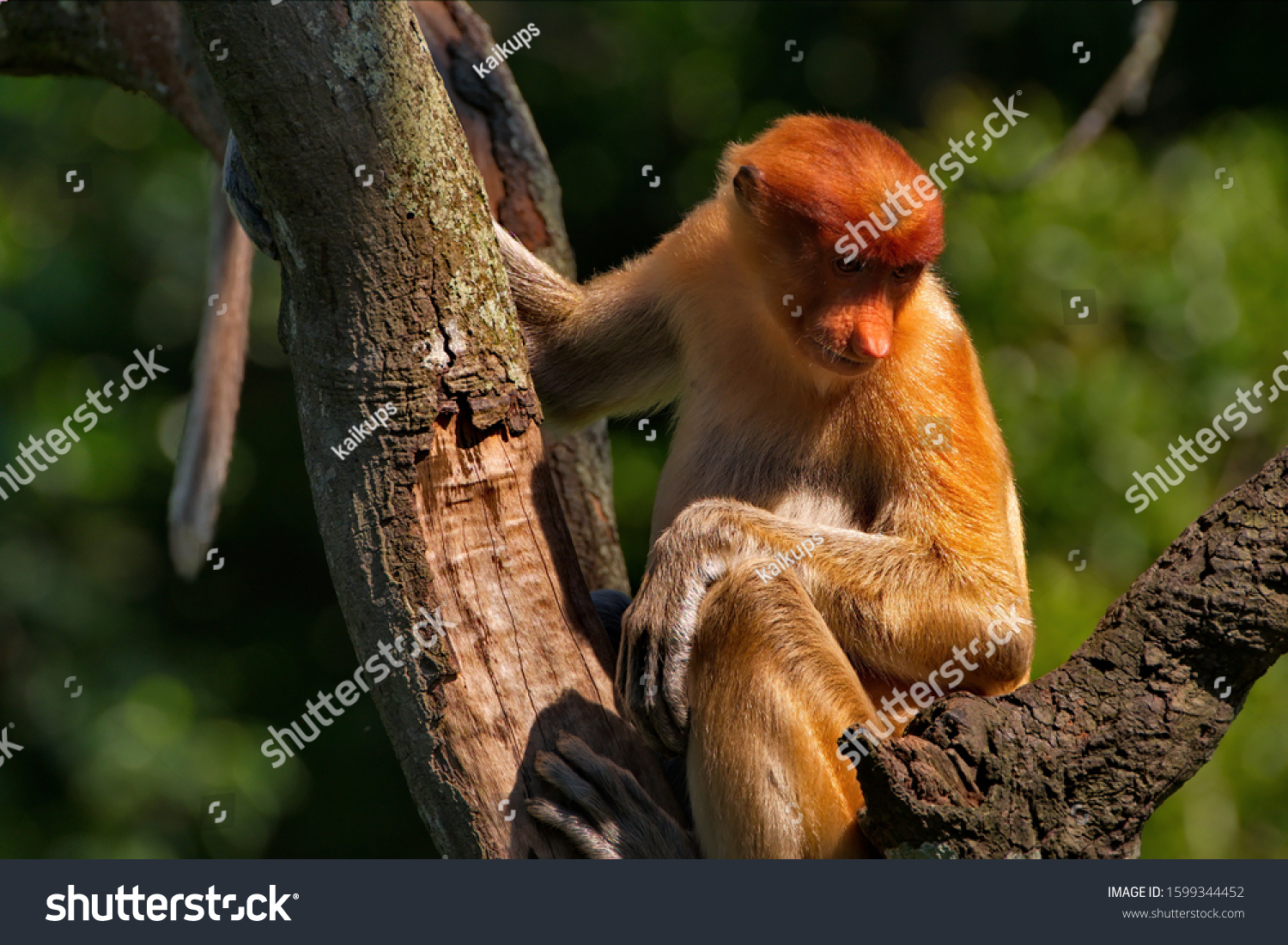Malaysia. The long-nosed monkey or kahau — a species of primates from the subfamily of thin-bodied monkeys in the family of monkeys. Distributed exclusively on the island of Borneo #1599344452
