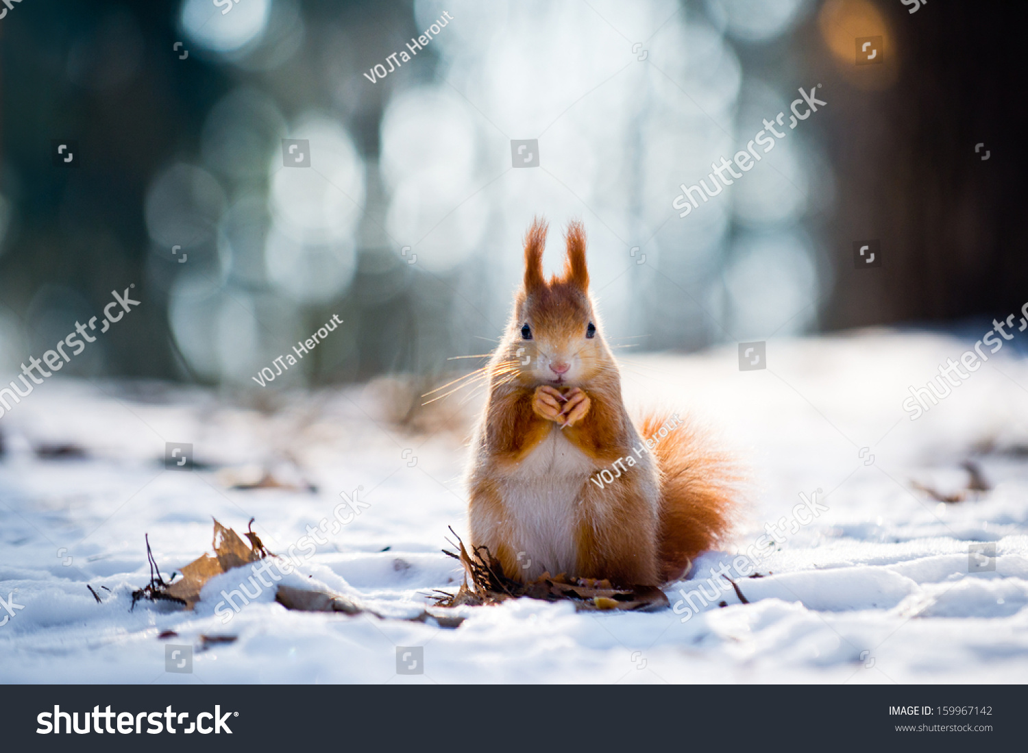 Cute red squirrel eats a nut in winter scene with nice blurred forest in the background #159967142