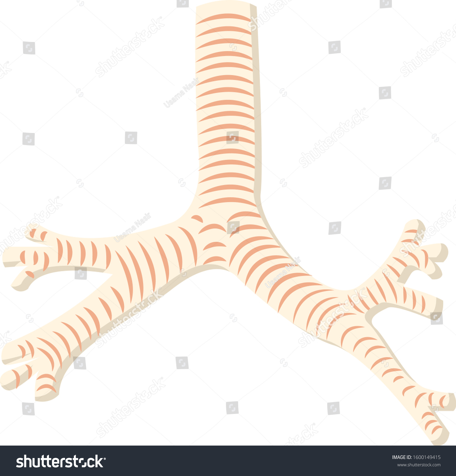 Human Trachea anatomy with bronchi and Royalty Free Stock Vector
