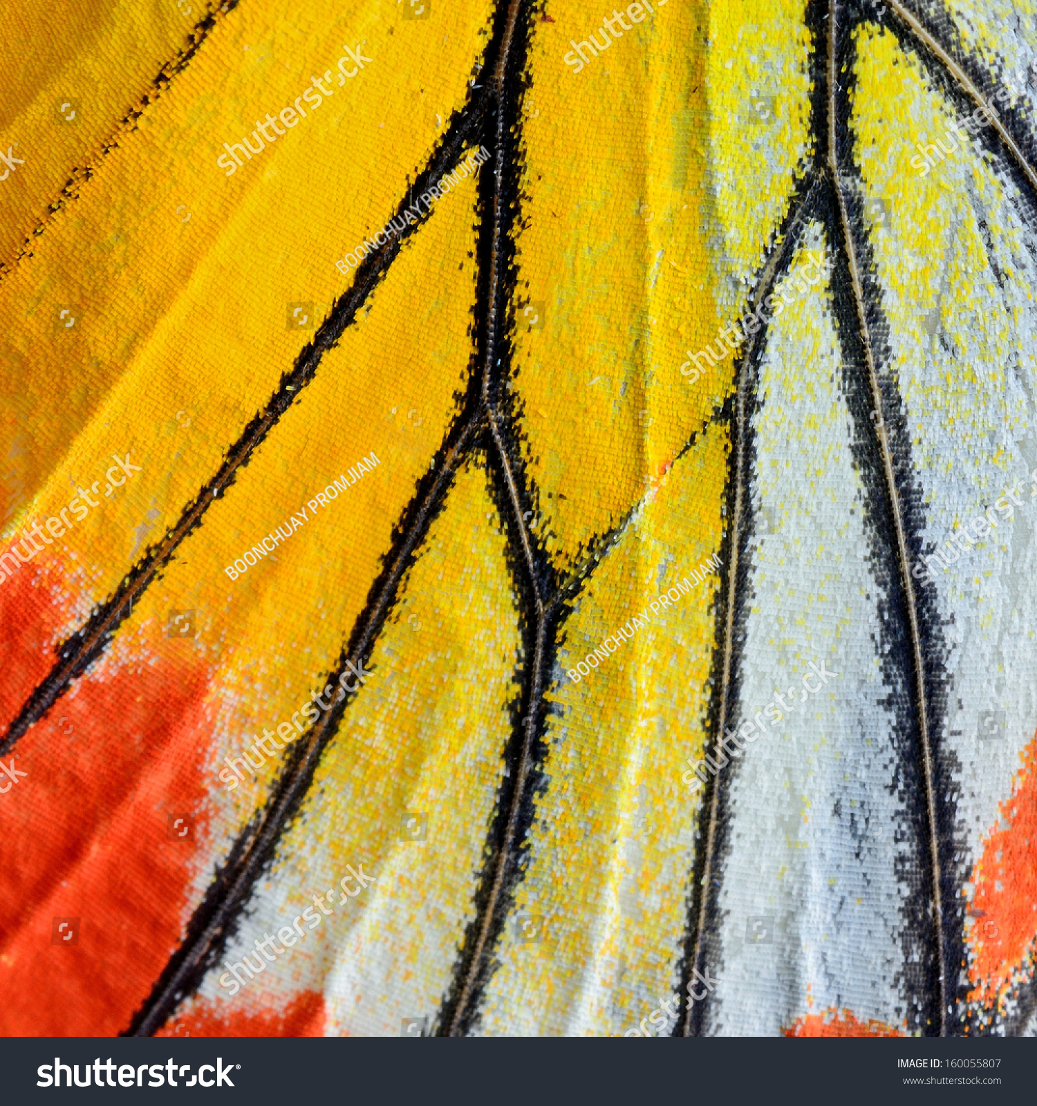 Closeup Painted Jezebel butterfly's wing.(Deilas hyparete) #160055807
