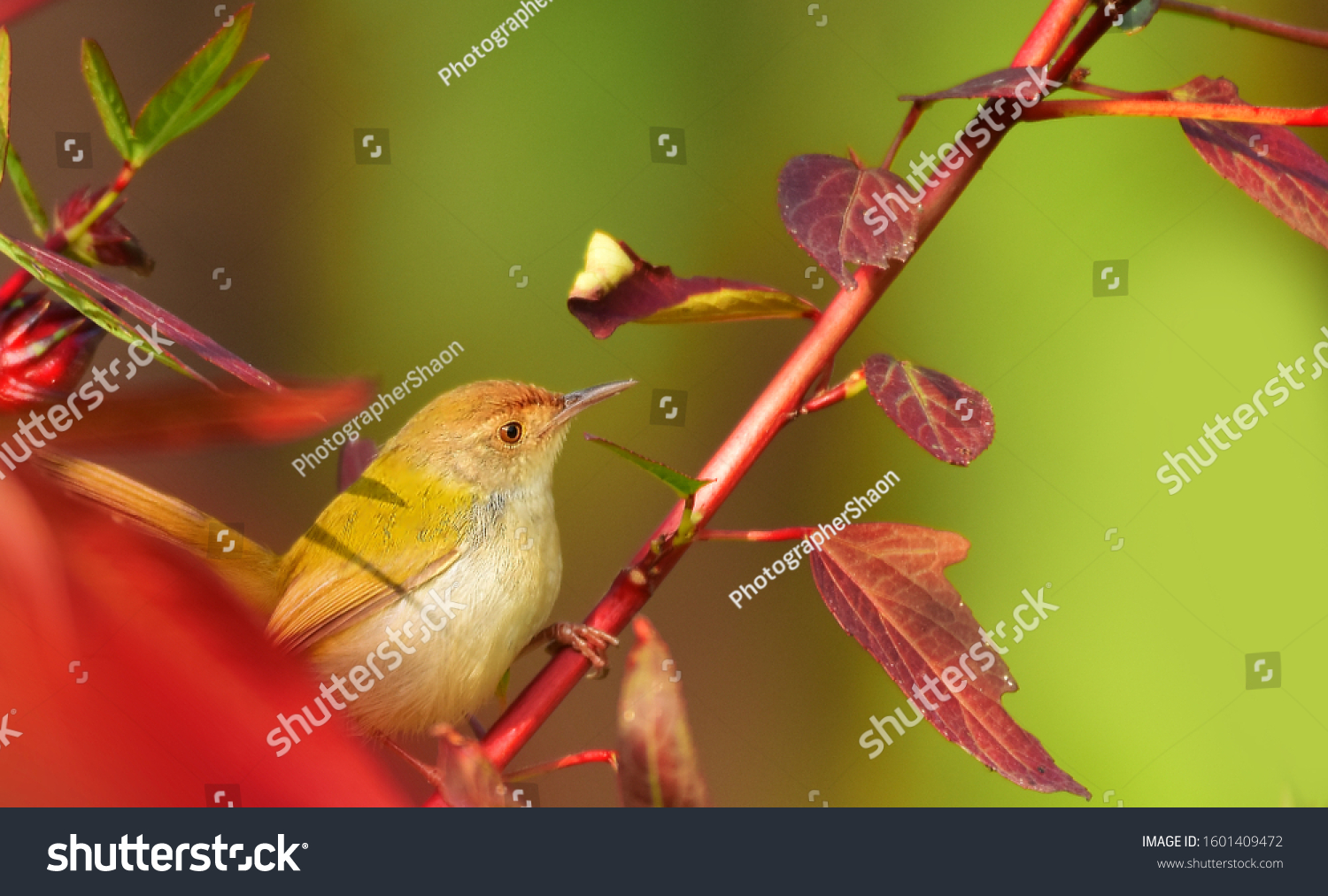 The common tailorbird is a brightly coloured bird, with bright green upperparts and creamy underparts. They range in size from 10 to 14 centimetres (3.9 to 5.5 in) and weigh 6 to 10 grams. #1601409472