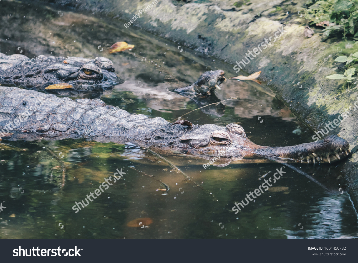 A matured male Gharial (Gavialis gangeticus), a fish-eating crocodile is resting in shallow water.  #1601450782
