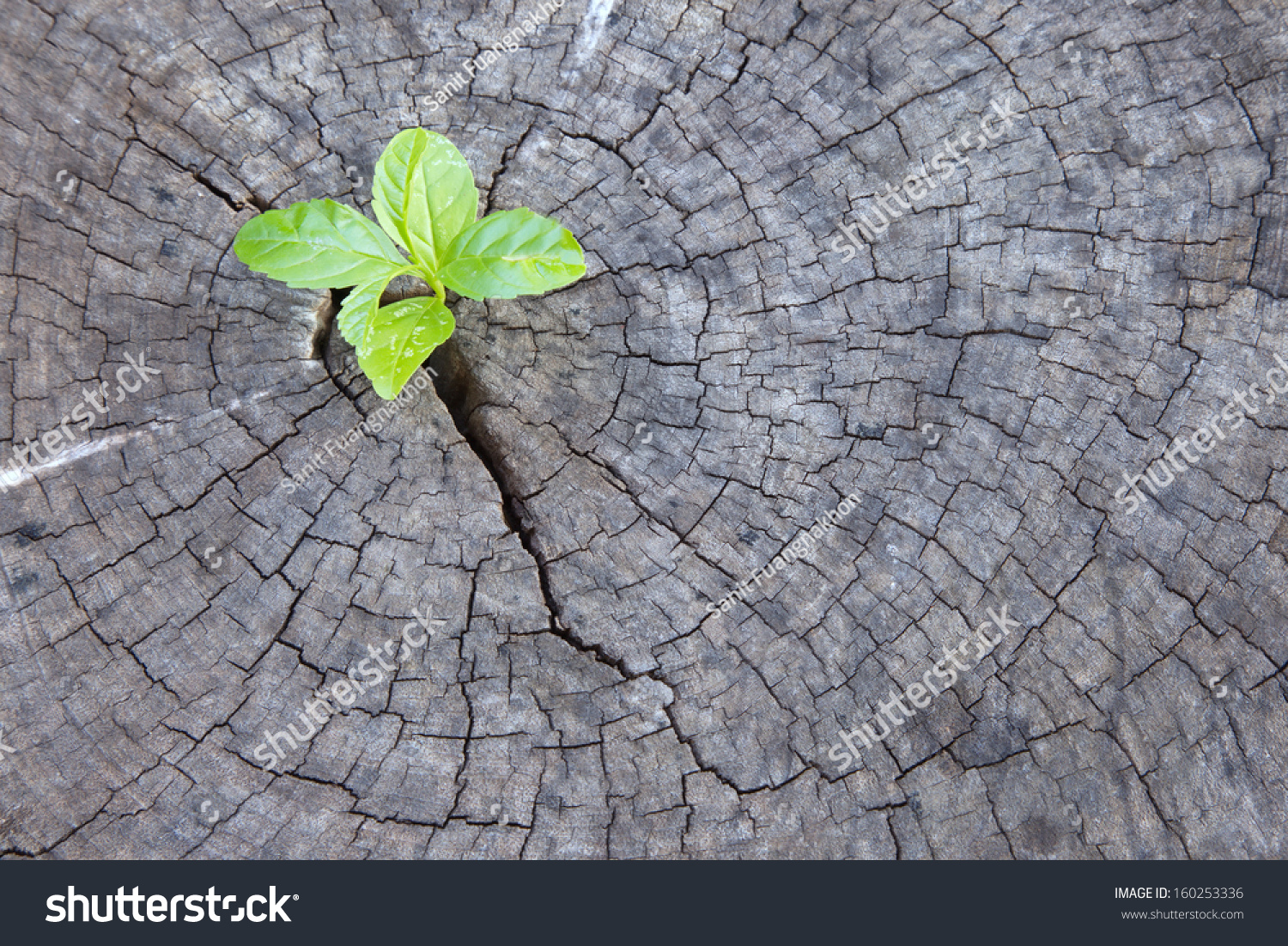 New development and renewal as a business concept of emerging leadership success as an old cut down tree and a strong seedling growing in the center trunk as a concept of support building a future.  #160253336