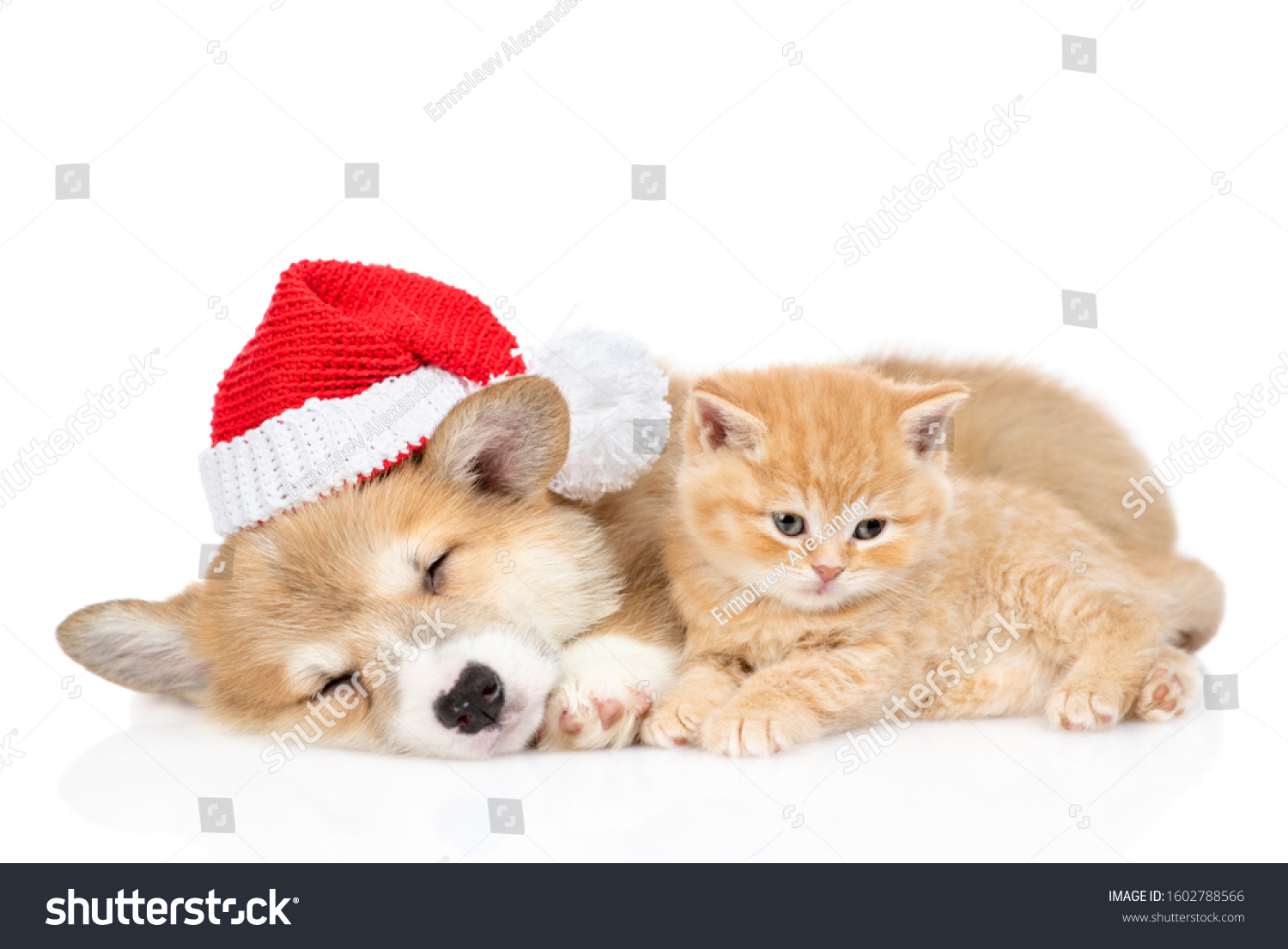 Corgi puppy wearing  acred christmas hat sleeps with tiny kitten. isolated on white background #1602788566