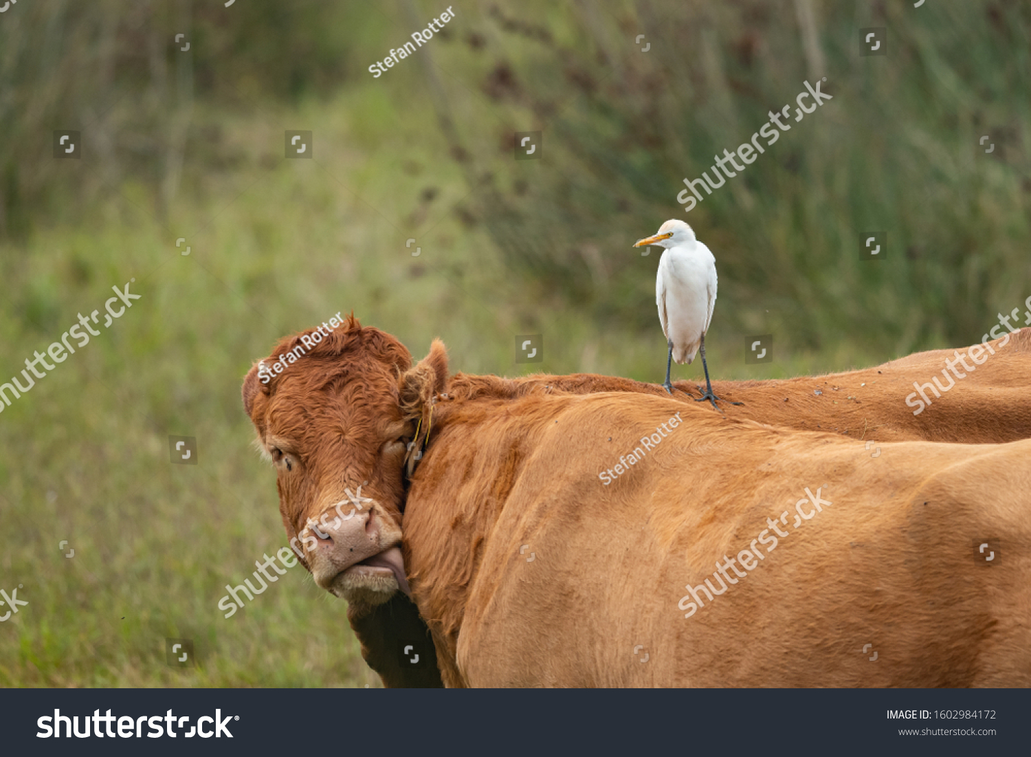 A Western Cattle Egret (Bubulcus ibis) standing on a brown cow (Grado, Italy) #1602984172