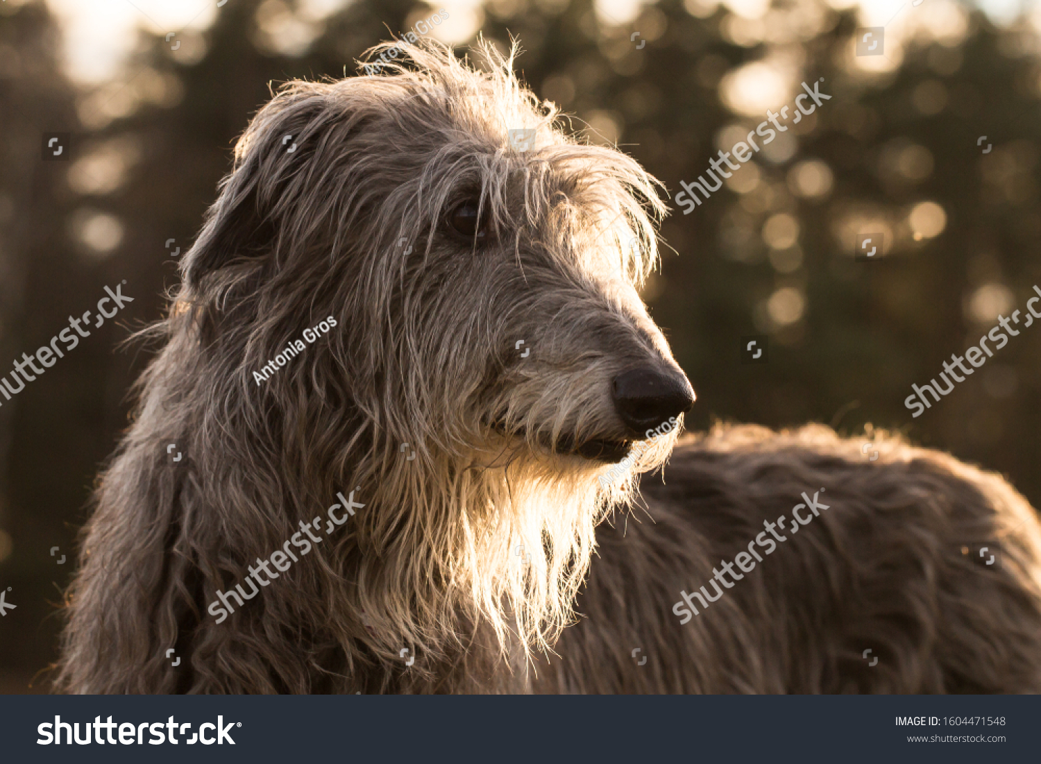 scottish deerhound playing in the sun on a frosty winter day #1604471548