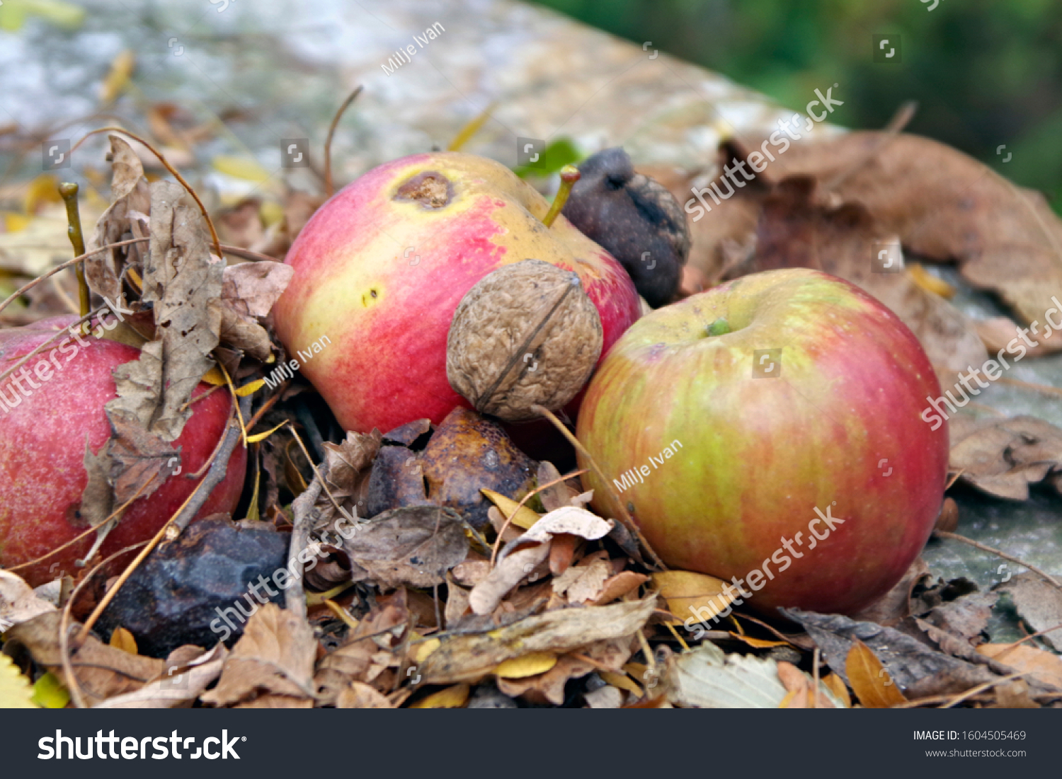 autumn organic fruits, apple with walnut in shell on the fall leaves ground #1604505469