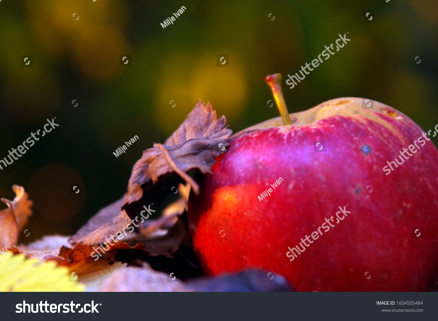 autumn organic fruits, apple with walnut in shell on the fall leaves ground #1604505484