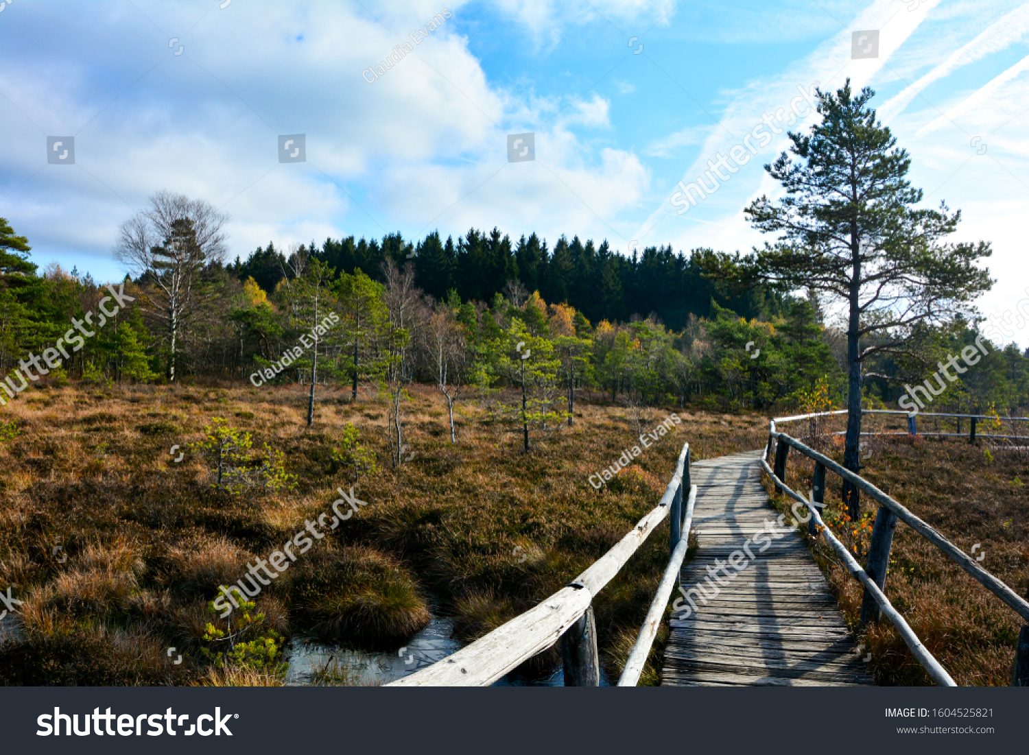 Wood path through the black bog moor in the Rhön, Bavaria, Germany, in autumn, in the sunlight, with blue sky and moor eyes #1604525821