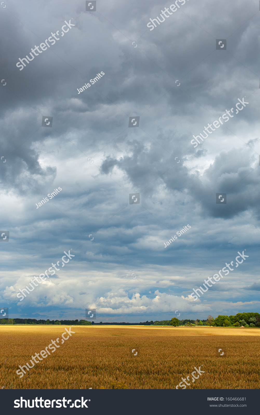 Ripe wheat field under cloudy sky. #160466681