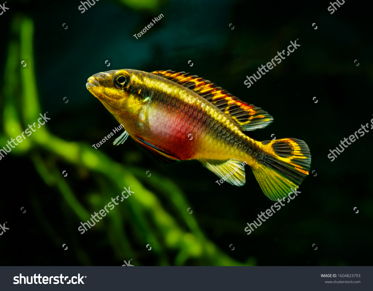 Kribensis Pelvicachromis Pulcher Female In Royalty Free Stock Photo