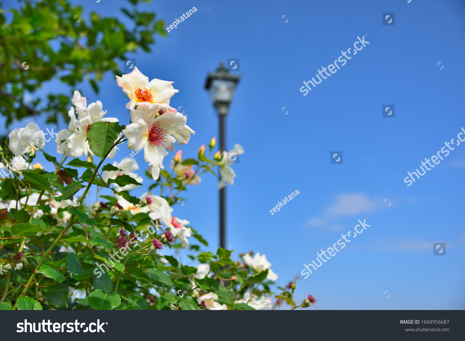 White rose of Verny park in Yokosuka, Japan. #1604956687