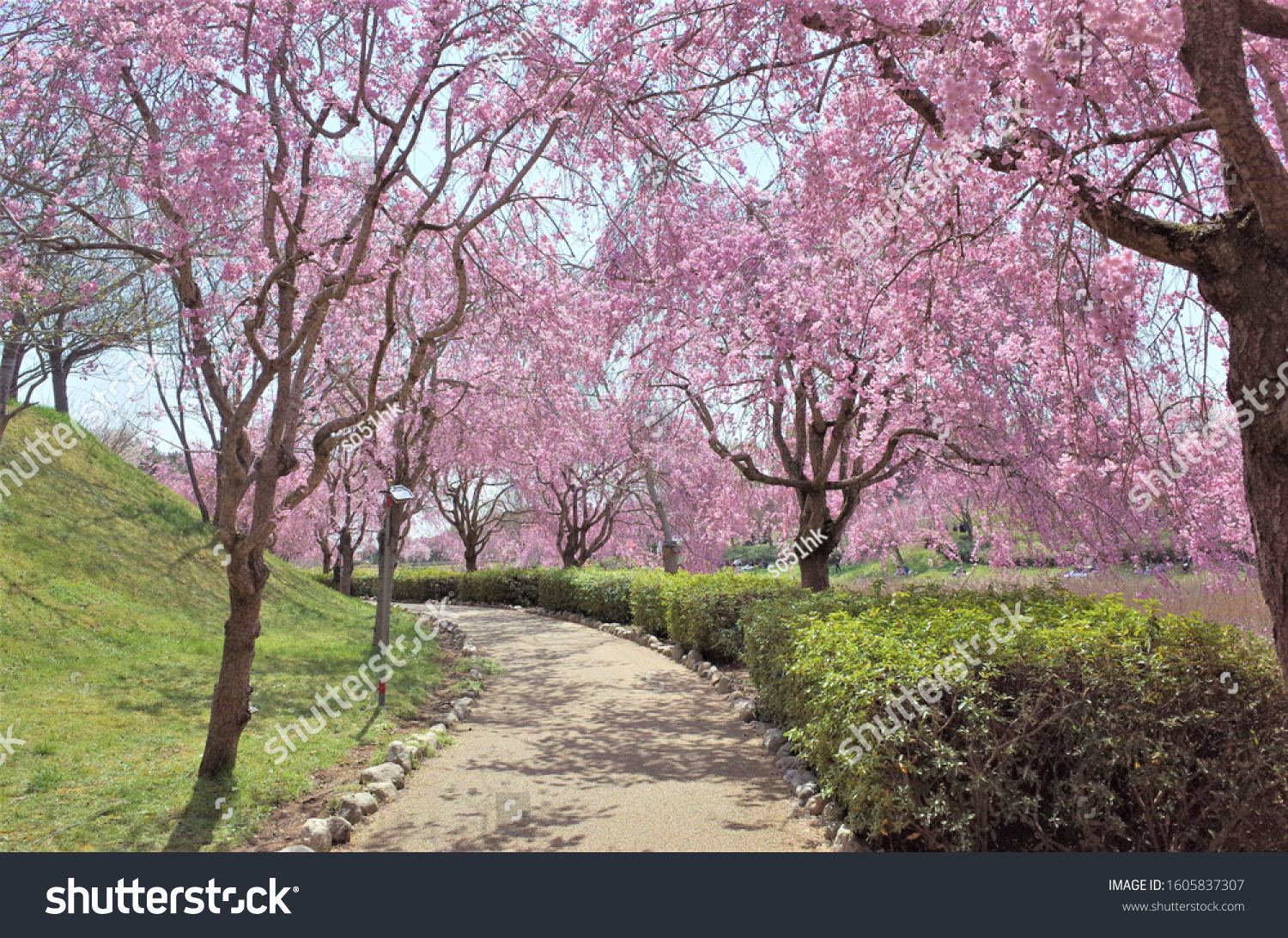 Cherry Blossom at Hill Hitachi Fudoki in Ishioka Ibaraki Japan #1605837307