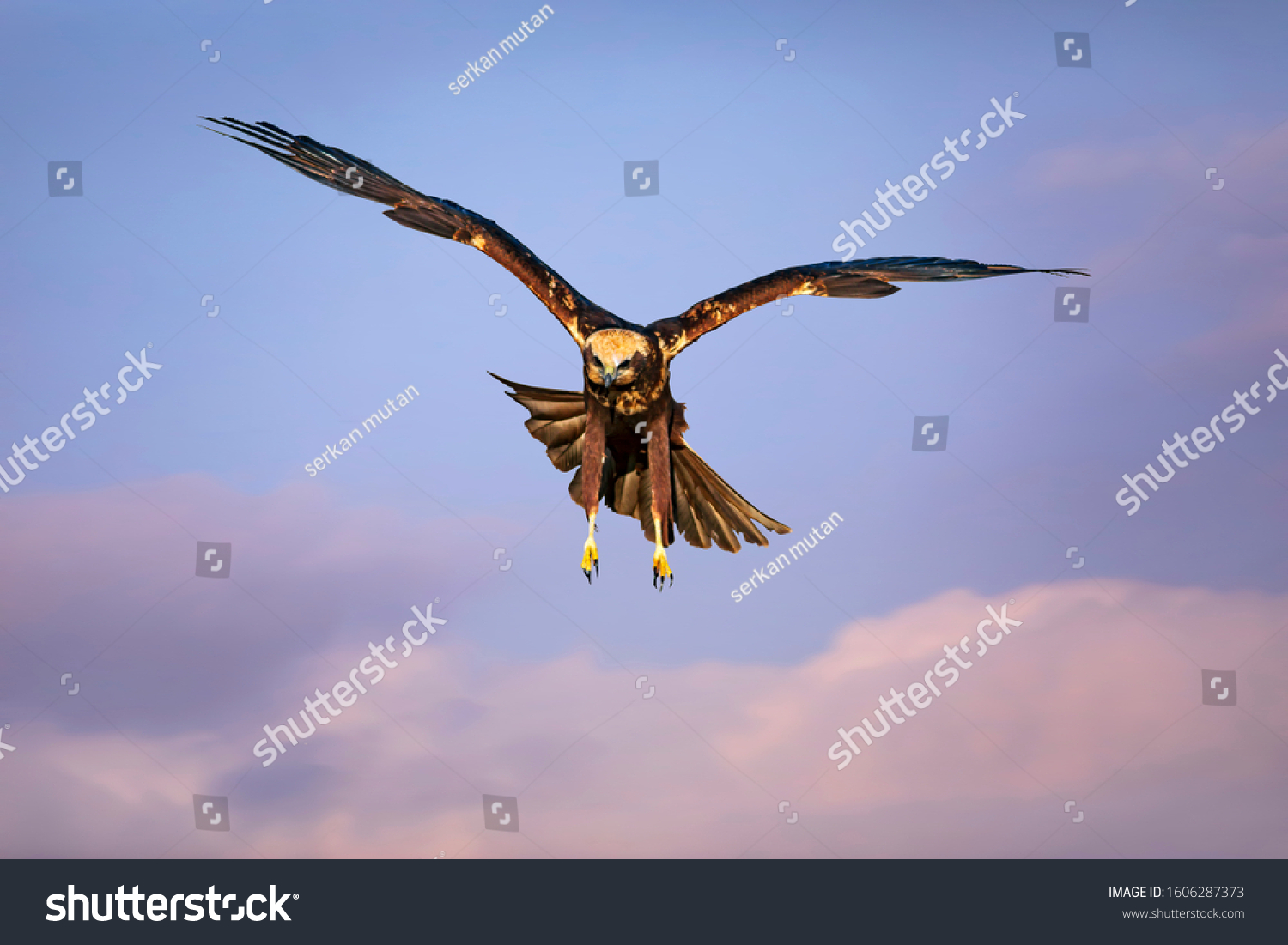 Flying bird. Bird of prey. Colorful sky background.  #1606287373