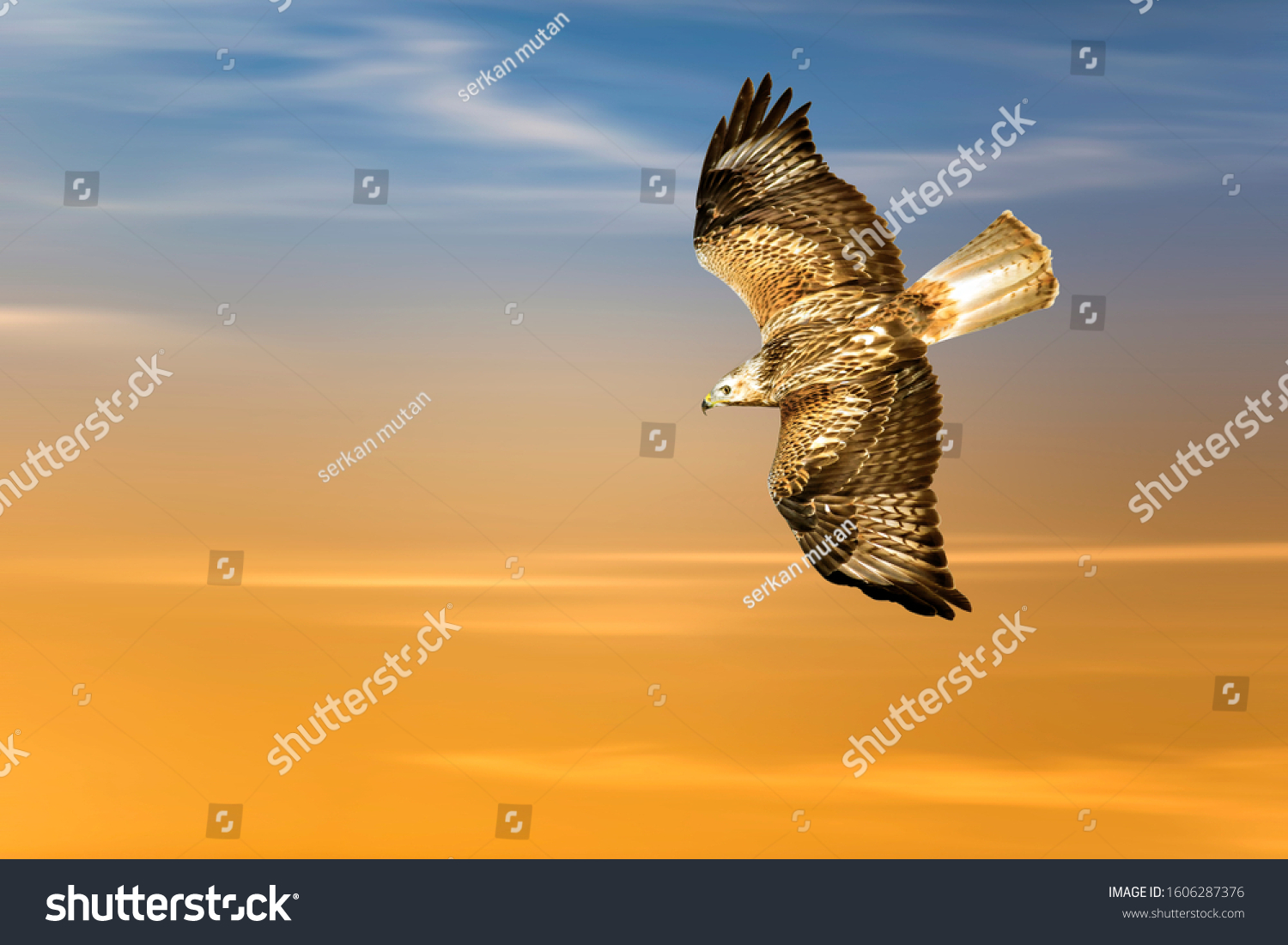 Flying bird. Bird of prey. Colorful sky background.  #1606287376
