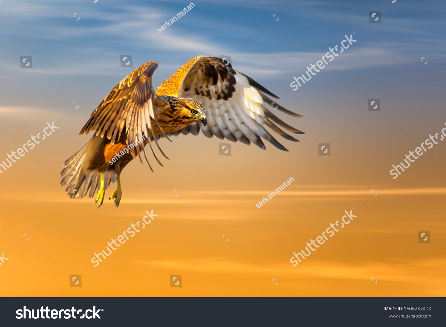 Flying bird. Bird of prey. Colorful sky background.  #1606287403