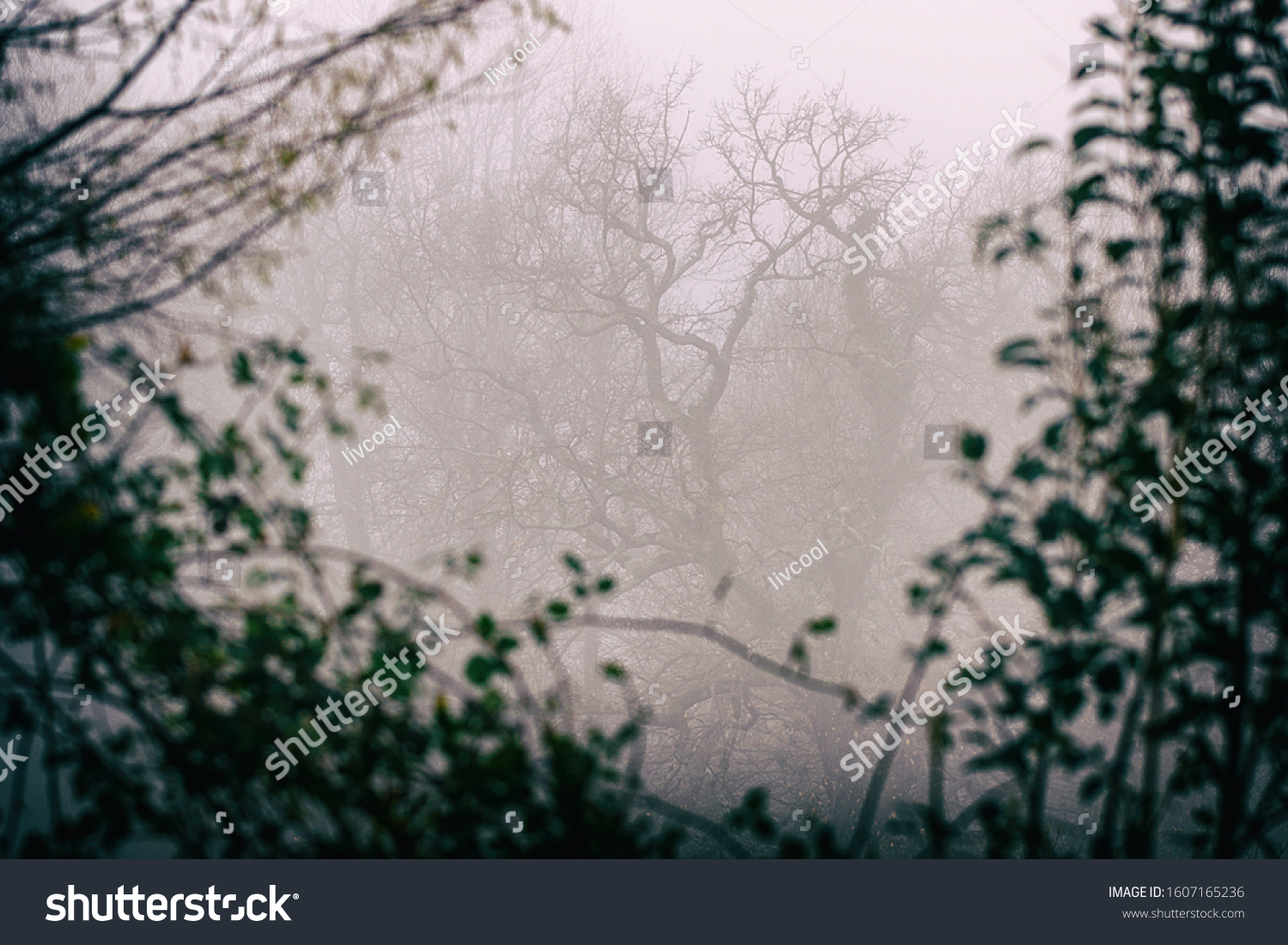 in the fog , hendaye - france #1607165236