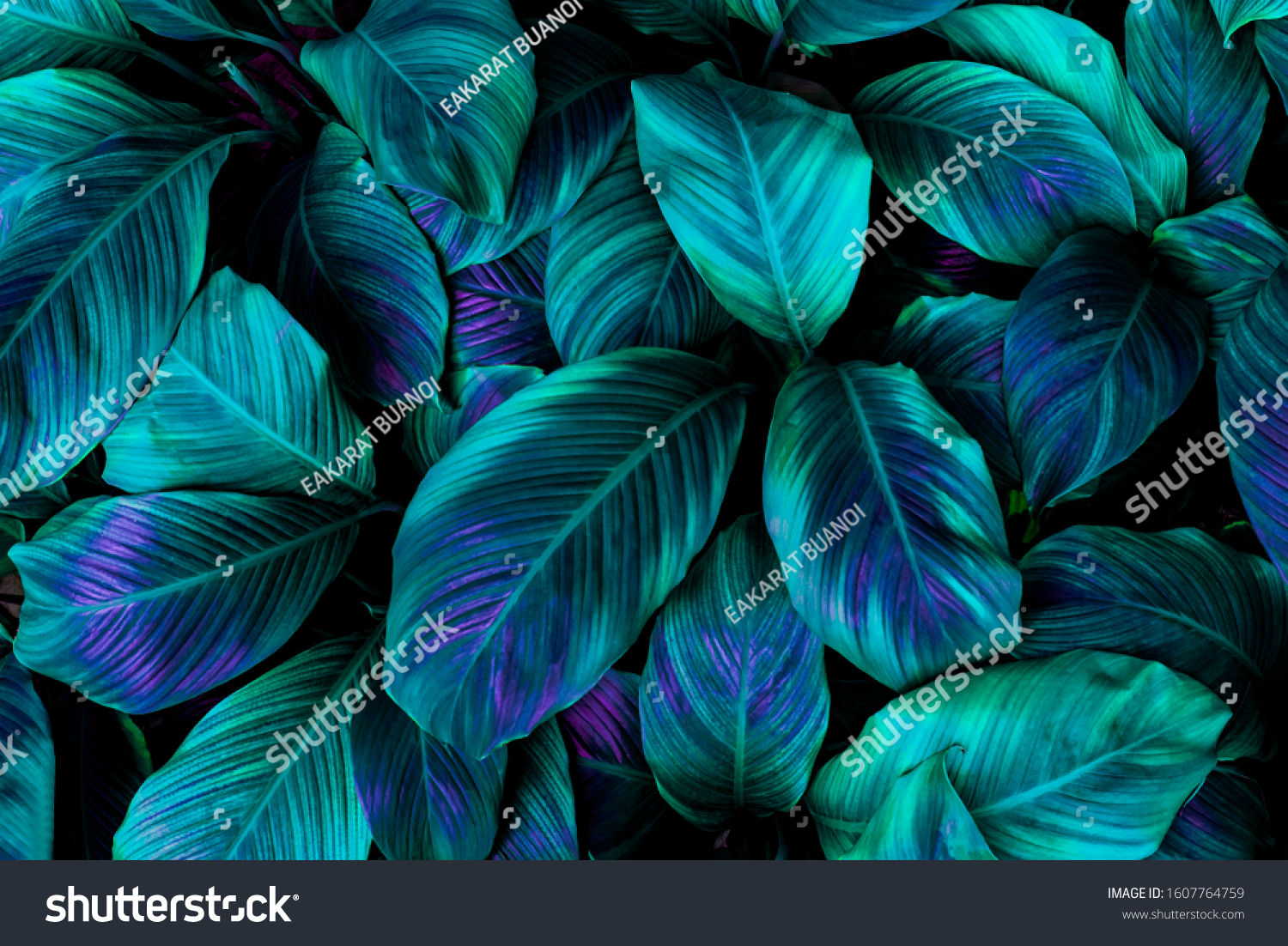 leaves of Spathiphyllum cannifolium, abstract green texture, nature background, tropical leaf #1607764759