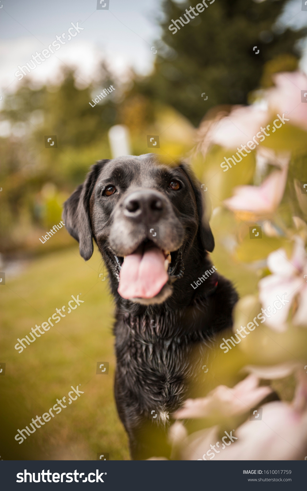 Black labrador retriever dog on a walk. Dog in the nature. Senior dog behind grass and forest. Old dog happy outside #1610017759