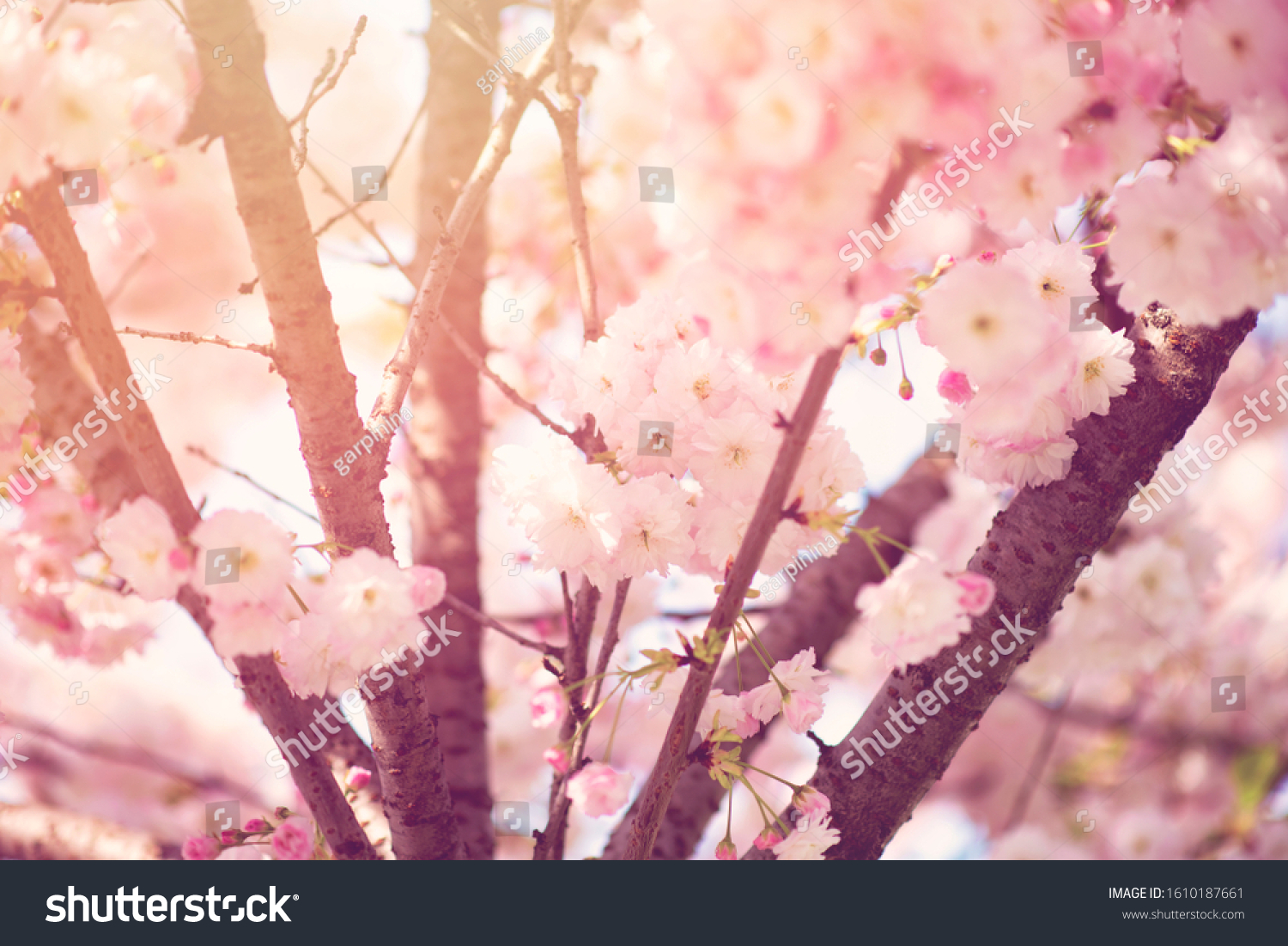 BEAUTIFUL PINKY CHERRY BLOSSOMS IN EARLY SPRING #1610187661