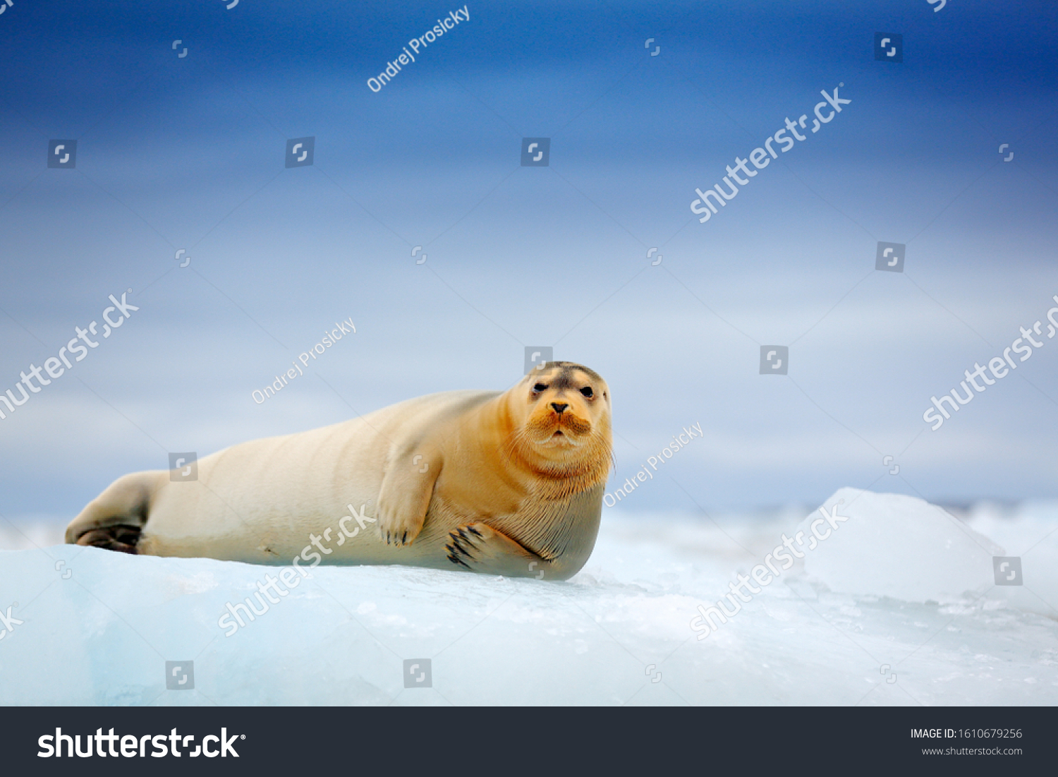 Arctic marine wildlife. Cute seal in the Arctic snowy habitat. Bearded seal on blue and white ice in arctic Svalbard, with lift up fin. Wildlife scene in the nature. Icebreaker with seal. #1610679256